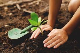 We did not find results for: 18 Ways To Get Free Plants For Your Garden