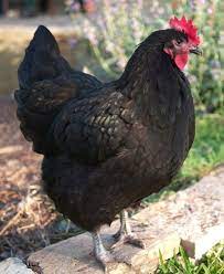 Returning To Our Roots Which Chicken Should I Pick Under A Tin Roof Chickens Backyard Australorp Chicken Chicken Breeds