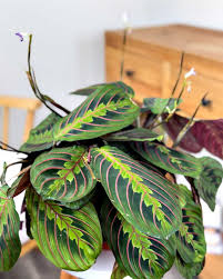 Image result for maranta