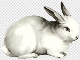 Arctic hare wallpapers, backgrounds, images— best arctic hare desktop wallpaper sort wallpapers by: Arctic Hare Transparent Background Png Cliparts Free Download Hiclipart
