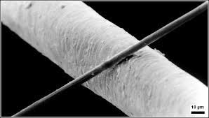 Using a hene laser (wavelength 633nm), determine the thickness of a human hair. Micrometre Wikipedia