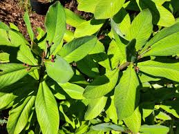 Image result for Euphorbia umbellata