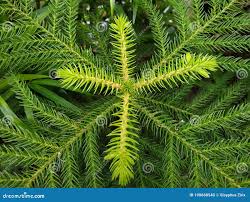 Image result for Araucaria cunninghamii
