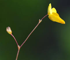 Image result for Utricularia subulata