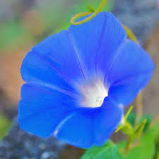 The Secret Meanings Behind Your 30 Favorite Flowers Flower Meanings Morning Glory Flowers Amazing Flowers