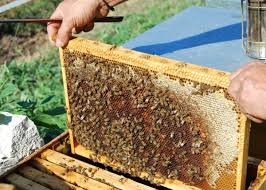 telaio dell'arnia..api sul telaino..ape regina nell'alveare della fattoria  didattica..percorso didattico in fattoria sulle api..il mondo delle api in  fattoria..miele prodotto dalle api della fattoria didattica per bambini