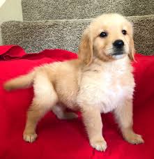 Find what you are looking for Golden Retriever Puppies For Sale Houston Tx 274543