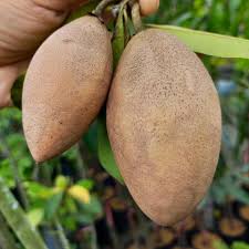 We did not find results for: Pokok Ciku Madu Jantung Buah Lonjong Iema Homenursery Facebook