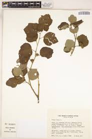 Image result for Turraea holstii