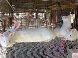 If you plan on keeping two large or giant rabbits then you will need a cage that is at mark has decided to share his years of knowledge by writing helpful guides for both new and experienced pet owners. Raising Meat Rabbits Lessons Learned Back To Front Homestead Org
