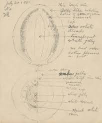 Frederick Odell Conant, Collection of Sketches by an Amateur Mycologist in  Maine, 1901