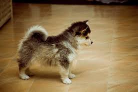 Learn 3 reasons vets warn against adopting a poodle corgi mix 🚫. Horgi Siborgi Corgi Husky Mix