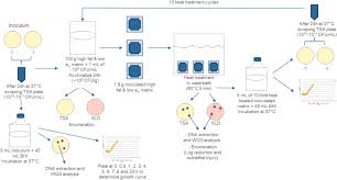 For the most part, salmonella infections are the result of drinking. Genetic Changes Are Introduced By Repeated Exposure Of Salmonella Spiked In Low Water Activity And High Fat Matrix To Heat Scientific Reports