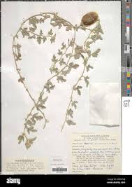 Image result for Cucumis ficifolius