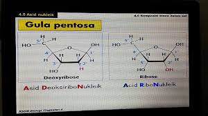 Nota matematik tingkatan 2 bab 5. Biologi Tingkatan 4 Bab 4 4 5