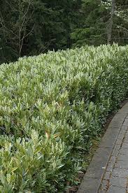Otto Luyken Dwarf Cherry Laurel Prunus Laurocerasus Otto Luyken At Oakland Nurseries Inc Broadleaf Evergreen Dwarf Evergreen Shrubs Garden Shrubs
