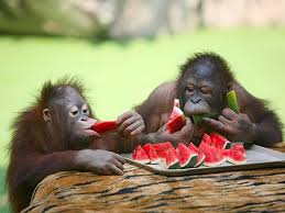 These Photos Of Animals Eating Food Will Brighten Your Day Food eat healthy vegetables nutrition restaurant diet fruit delicious eating. these photos of animals eating food