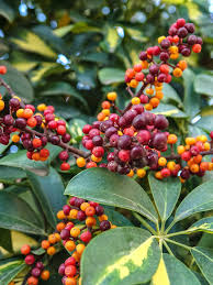 Image result for Schefflera