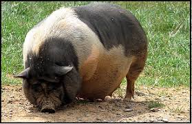 Is whale halal hanafi : Taboo Food And Drink Religion Wiki Fandom
