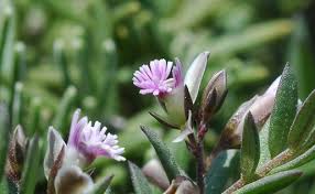 Image result for Polygala francisci
