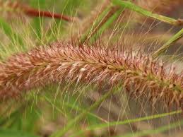 Image result for Cenchrus polystachios