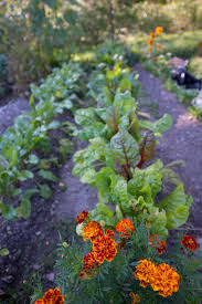 Some produce smaller plants ideal for containers or. Growing A Companion Vegetable Garden