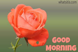 Good Morning Images Rose Flowers Hd Roses Gallery Look at this rundown of the greatest and the most lovely good morning quotes and sayings. good morning images rose flowers hd