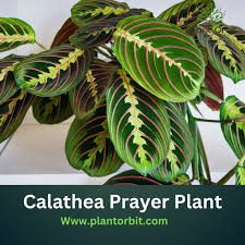 Image result for calathea