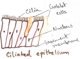 Well you're in luck, because here they. Animal Tissues And Their Four Types Simple Epithelial Tissue Diagram