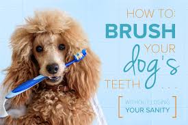 We did not find results for: How To Brush Your Dog S Teeth Without Losing Your Sanity Oxyfresh Pet Health Blog