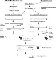 Flowchart Of Different Lm Pcr Methods For The Examination Of