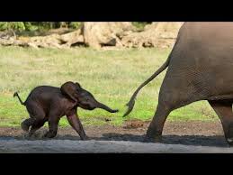 We did not find results for: Cute Baby Elephants Video Dozens Of Beautiful Baby Elephants Relaxing Fun And Family Friendly Youtube