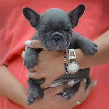 Blue french bulldogs are rare and considered very beautiful. Blue French Bulldog The Best Care Tips Frenchie World Shop