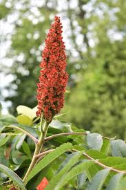 Image result for Anacardiaceae