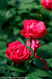 I'm not sure why it's a shrub and not a miniature, as the foliage is tiny and the flowers are about 2 across. Landscape Shrub Rose Oso Easy Double Red Rosa X