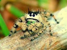 Jumping Spider Araneae Salticidae Jumping Spider Spider Spider Species