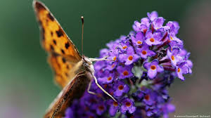 Butterflies have a long tube in butterflies have a long tube in their mouths that is called a proboscis. Rethinking Evolution Butterflies Came First Flowers Came Second Science In Depth Reporting On Science And Technology Dw 11 01 2018