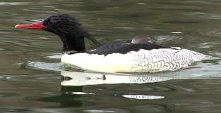 Maybe you would like to learn more about one of these? Scaly Sided Merganser Mergus Squamatus A Male Swimming Swimming Male Waterfowl