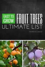 So, if you end up growing and loving peaches, give nectarines a try. Top 10 Easy To Grow Fruit Trees Fruit Trees Growing Fruit Fruit Tree Garden