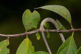 Image result for Hippocratea volkensii