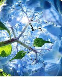 Nature Is Lit On Twitter Beautiful Hydrangeas Hydrangea Nature