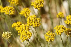 Image result for Helichrysum globosum