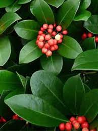 Skimmia Japonica Veitchii Grossblattrige Skimmie Skimmie Skimmia Immergrune Ziergeholze Ziergeholze Baumschule New Ga Pflanzen Pflanzideen Ziergeholze