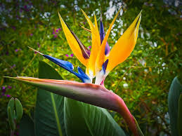 Maybe you would like to learn more about one of these? Strelitzia Flower 1080p 2k 4k 5k Hd Wallpapers Free Download Wallpaper Flare