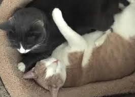 Check spelling or type a new query. Feline Diagnostic Imaging Ultrasound Mri X Rays Radiology Rau Animal Hospital