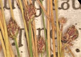 Image result for Eleocharis atropurpurea