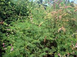 Image result for Mimosa diplotricha