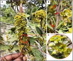 Image result for Salacia madagascariensis