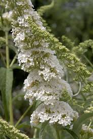 Image result for Buddleja davidii