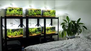 All My Betta Fish Planted Betta Fish Tank Setups Betta Fish Tank Betta Betta Tank